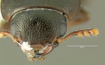 Media type: image;   Entomology 612592 Aspect: head frontal view